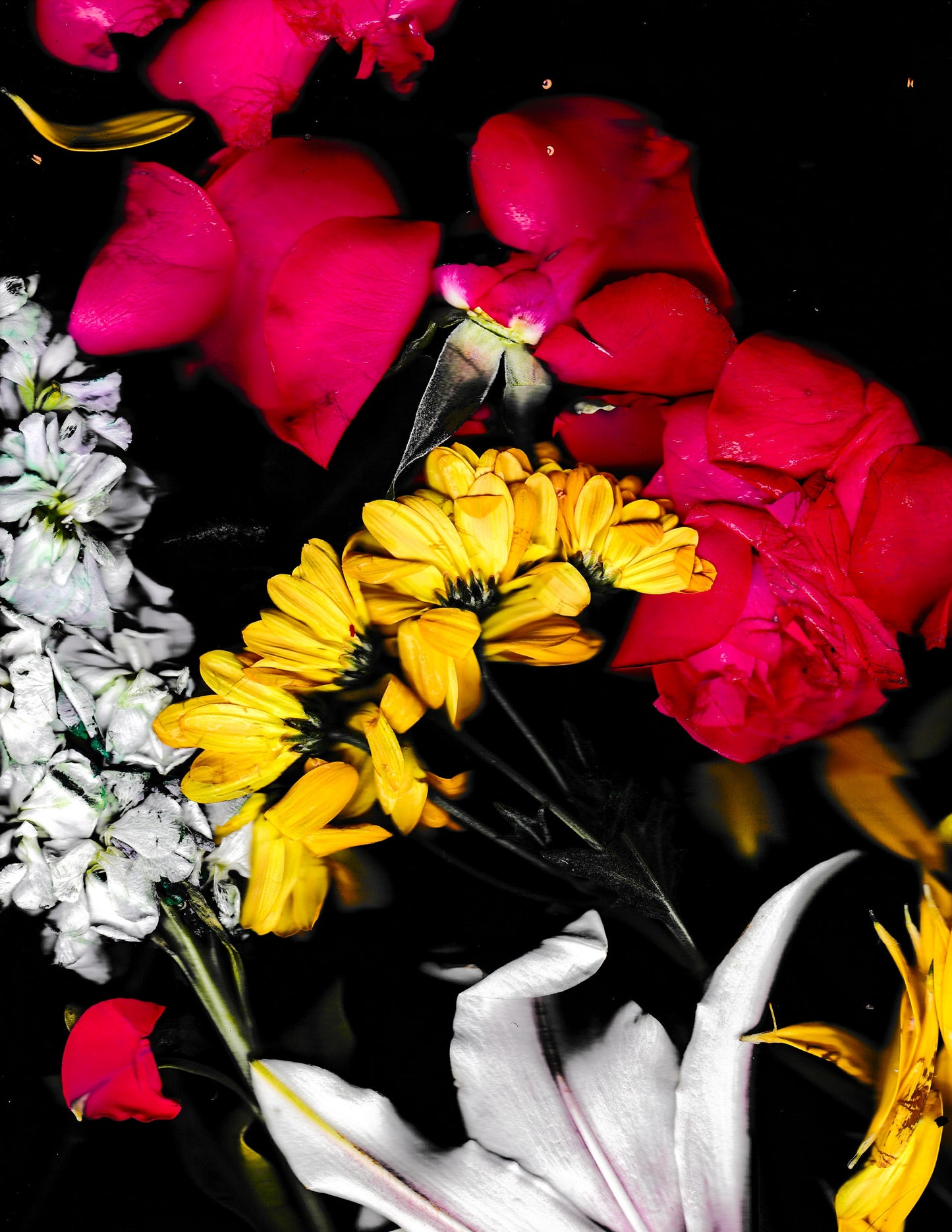 zVelvet Bloom Alchemy