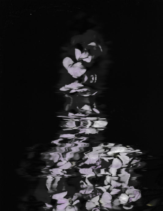 zWhispers in the Dark